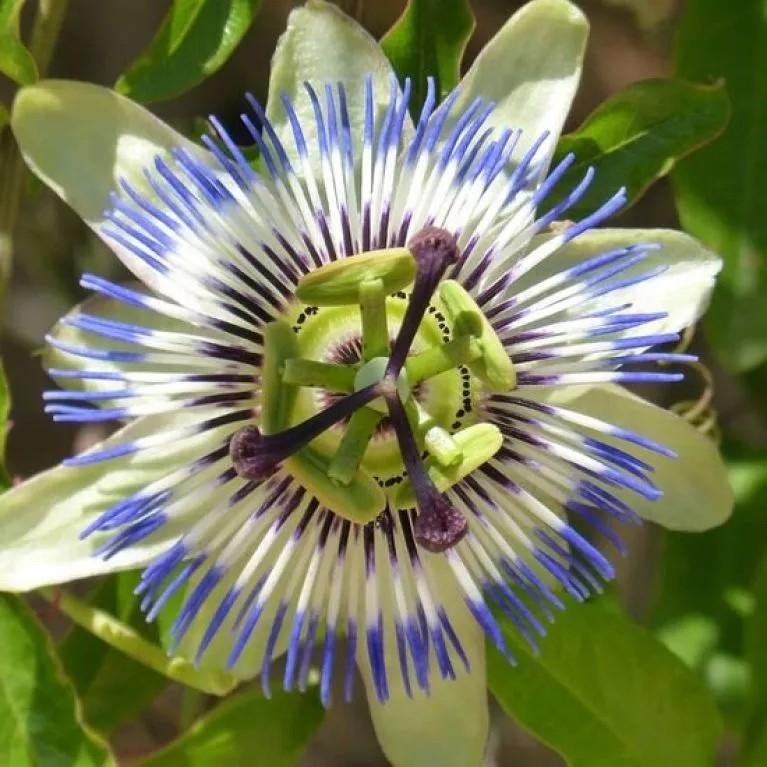 Gezocht: Passiflora stekjes (gratis), Tuin en Terras, Planten | Tuinplanten, Ophalen, Volle zon, Vaste plant, Klimplanten