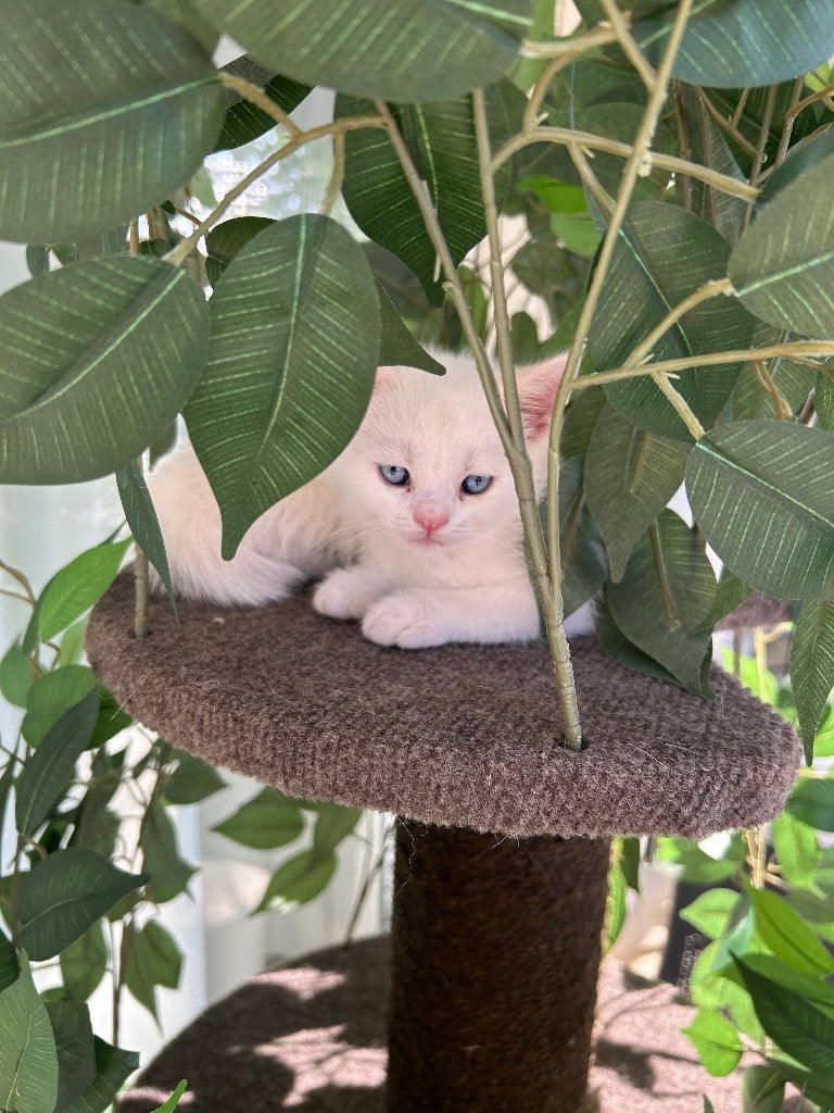 Prachtige Brits korthaar kittens - blue en odd eyed, Meerdere dieren, Gechipt, 0 tot 2 jaar