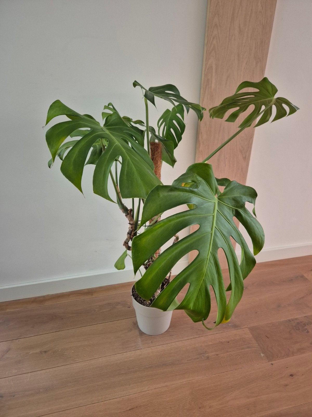 Grote Monstera Deliciosa incl mosstok, Huis en Inrichting, Ophalen, Overige soorten, Halfschaduw, Minder dan 100 cm