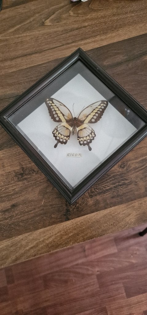Opgezette vlinder, Verzamelen, Ophalen of Verzenden, Zo goed als nieuw, Insect, Opgezet dier