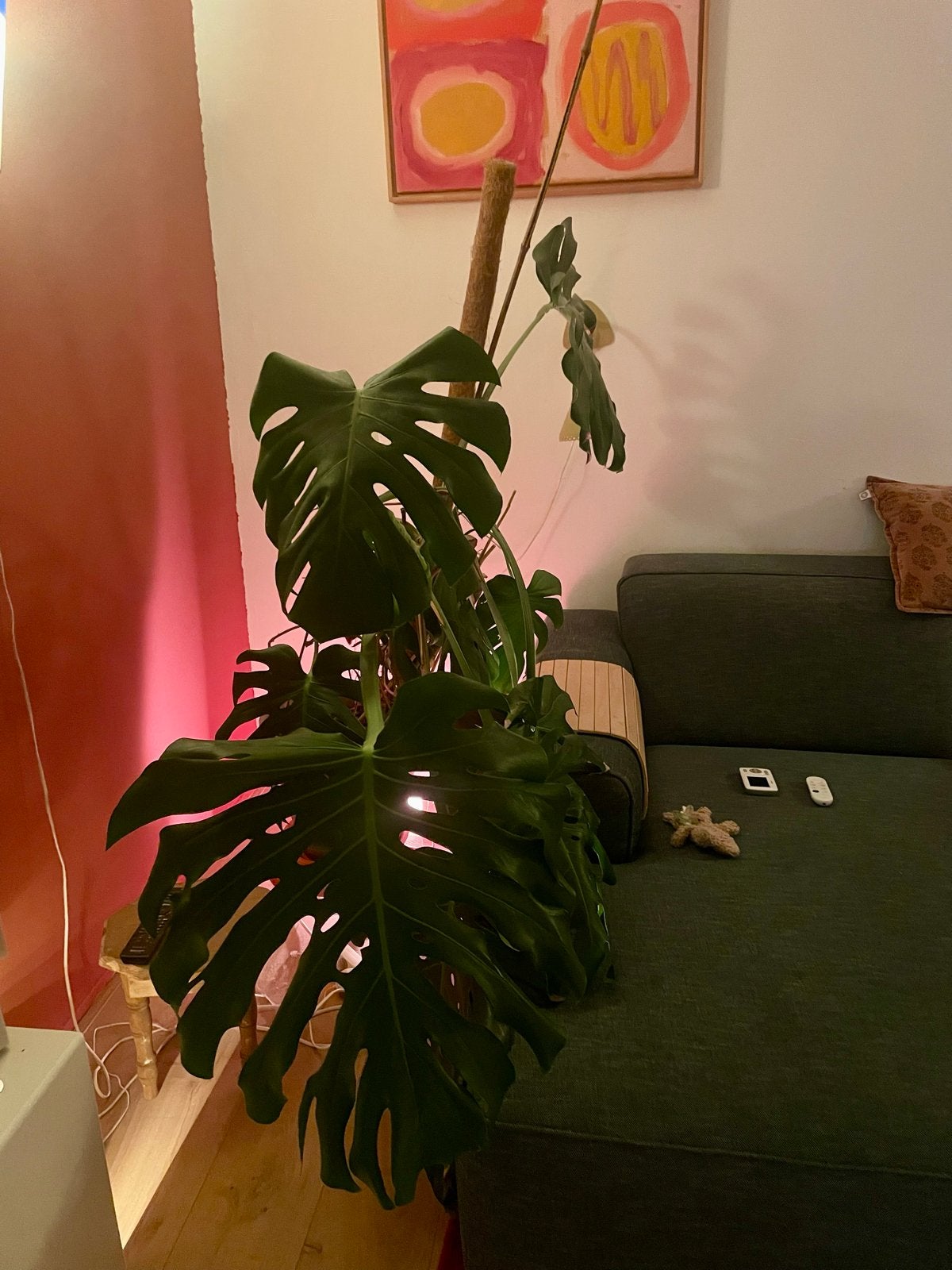Grote Monstera Deliciosa kamerplant in pot, Ophalen, Overige soorten, Halfschaduw, In pot