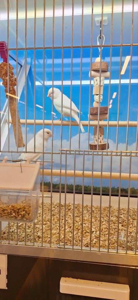 Prachtig koppel witte kanaries, Meerdere dieren, Kleurkanarie