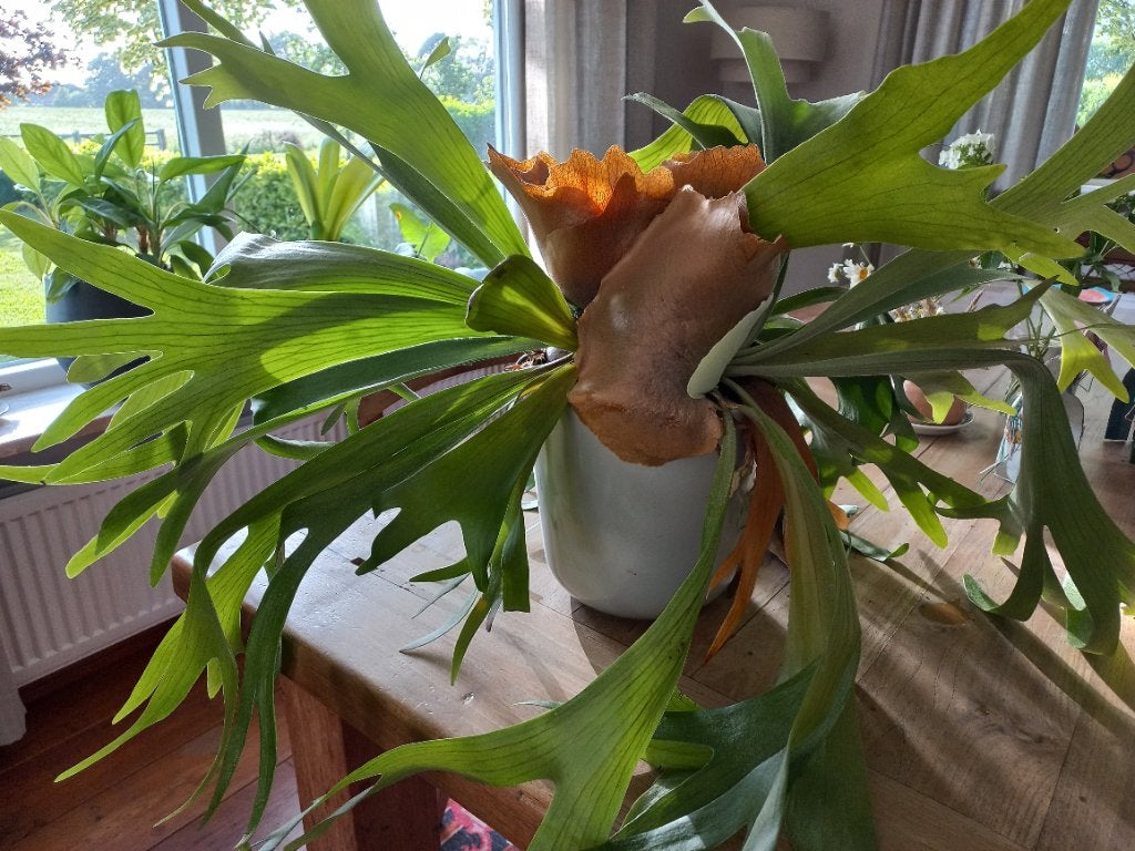 Prachtige Hertshoorn plant, Ophalen, Overige soorten, Halfschaduw, Minder dan 100 cm