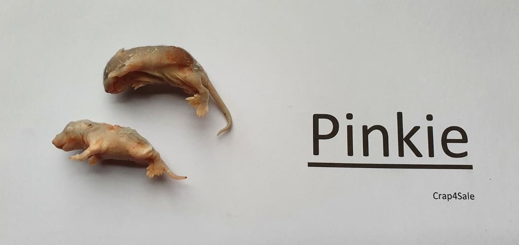 Diepvries muizen, Dieren en Toebehoren, Slang, 0 tot 2 jaar