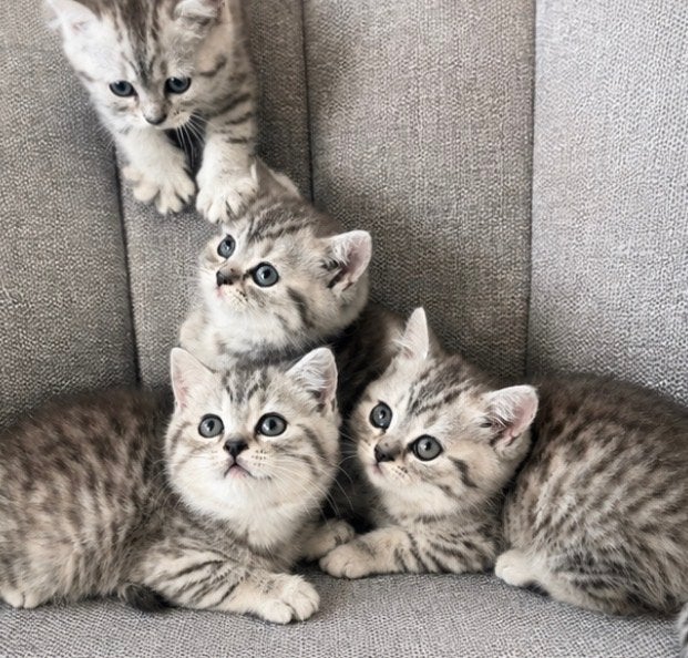 Britse korthaar kittens, Dieren en Toebehoren, Meerdere dieren, Ontwormd, 0 tot 2 jaar