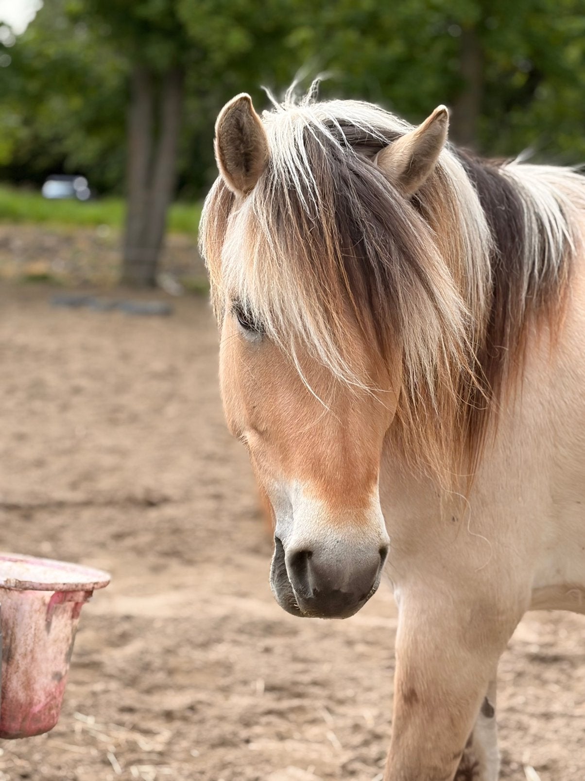 Verzorger gezocht!, Dieren en Toebehoren, Ophalen, Nieuw