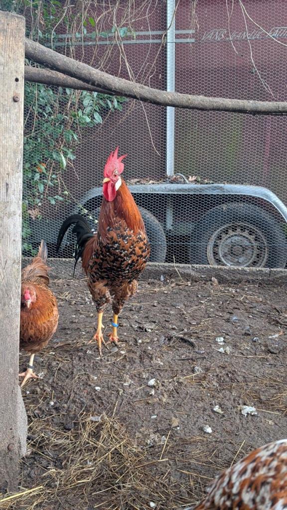 Te koop leghorn roodporselein., Dieren en Toebehoren, Mannelijk, Kip