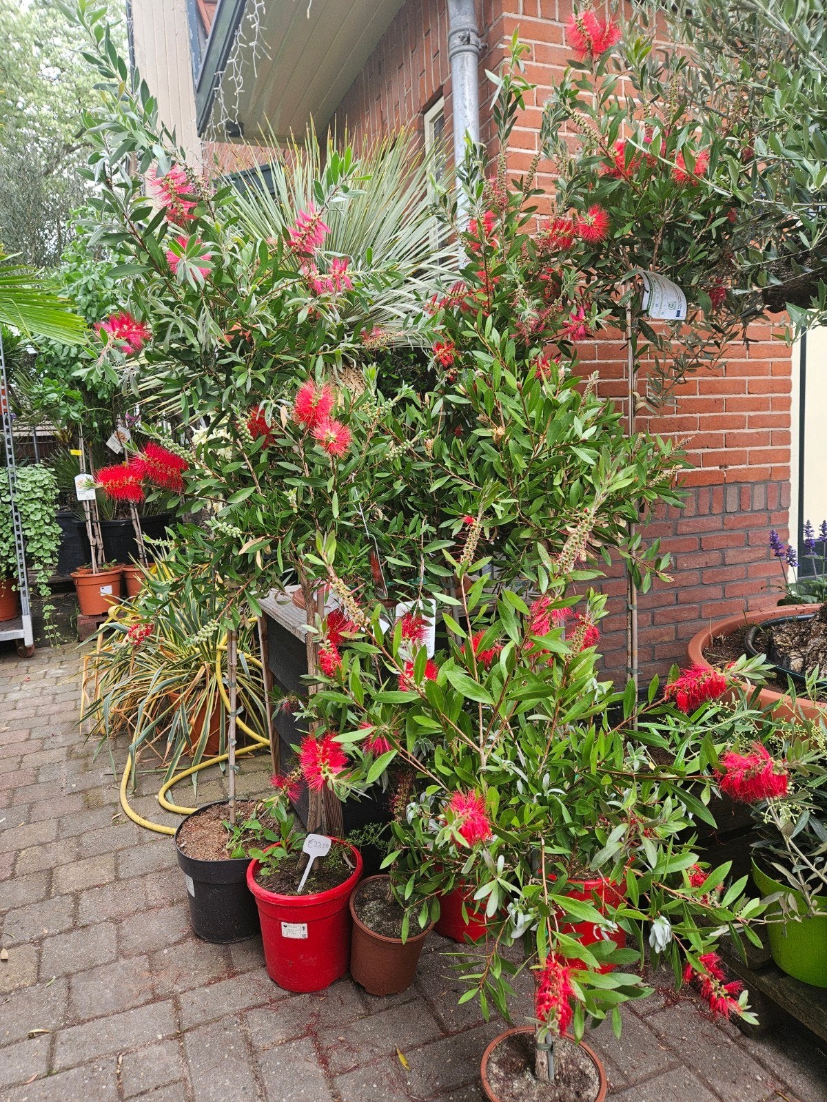Lampepoetsers op stam diverse hoogtes vanaf 14,95, 100 tot 250 cm, Olijfboom, Zomer, Ophalen