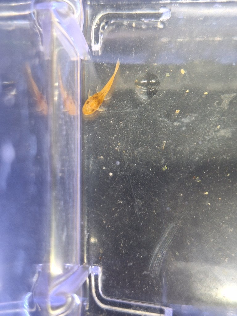 L144 ancistrus super red shortfin jongen, Vis, Zoetwatervis