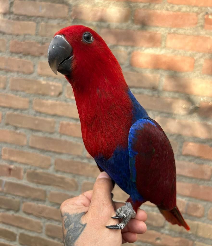 Super tamme edel papegaai pop getest op ziektes, Dieren en Toebehoren, Vogels | Parkieten en Papegaaien, Vrouwelijk, Papegaai
