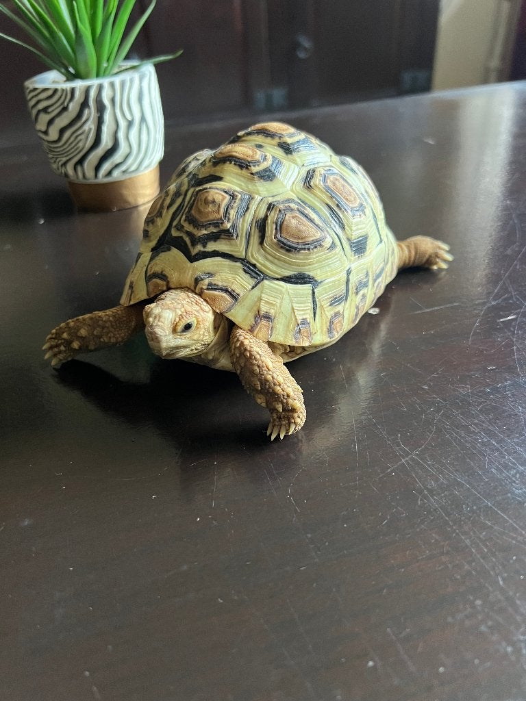 3 Panter schildpadden. NK 2024. Tortoise photo 7
