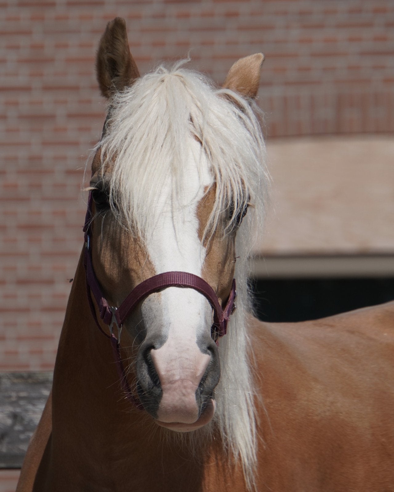 Te koop: lieve Haflinger merrie – 6 jaar, 1,45 m, Merrie, 3 tot 6 jaar, Recreatiepony, D pony (1.37m tot 1.48m)
