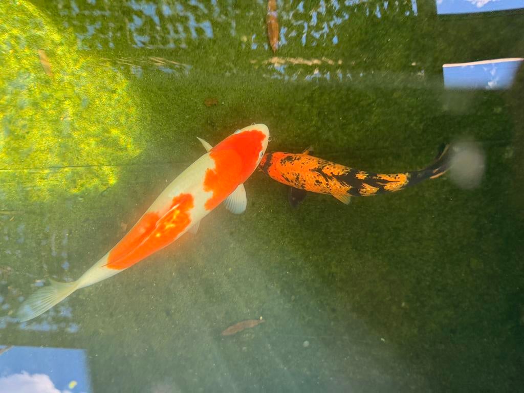 7 japanse koi gezond en geen ziektes, Dieren en Toebehoren, Vissen | Vijvervissen, Karper of Koi