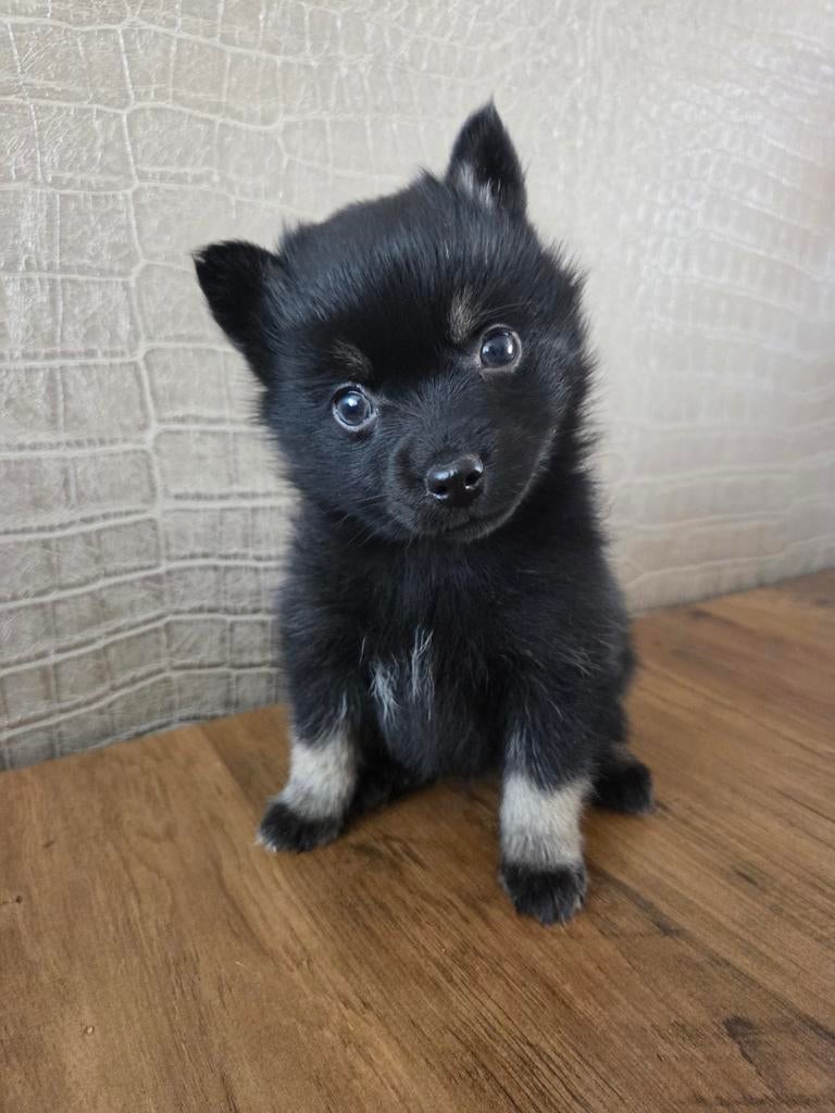 Pomsky f3 puppy reutje, Dieren en Toebehoren, Honden | Poolhonden, Keeshonden en Oertypen, Reu, 8 tot 15 weken, Poolhond, Eén hond