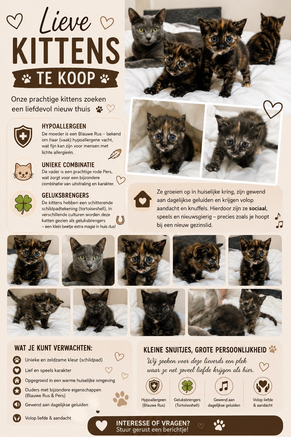 Prachtige blauwe rus mix kittens, Dieren en Toebehoren, Meerdere dieren, Ontwormd, 0 tot 2 jaar