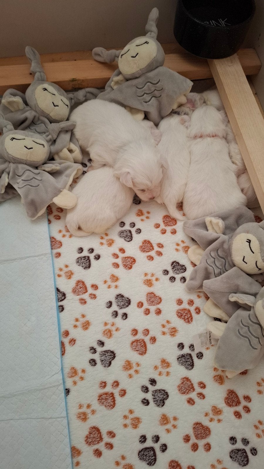 Te Koop witte Maltezer pups  ., Maltezer, 8 tot 15 weken, Parvo, Meerdere