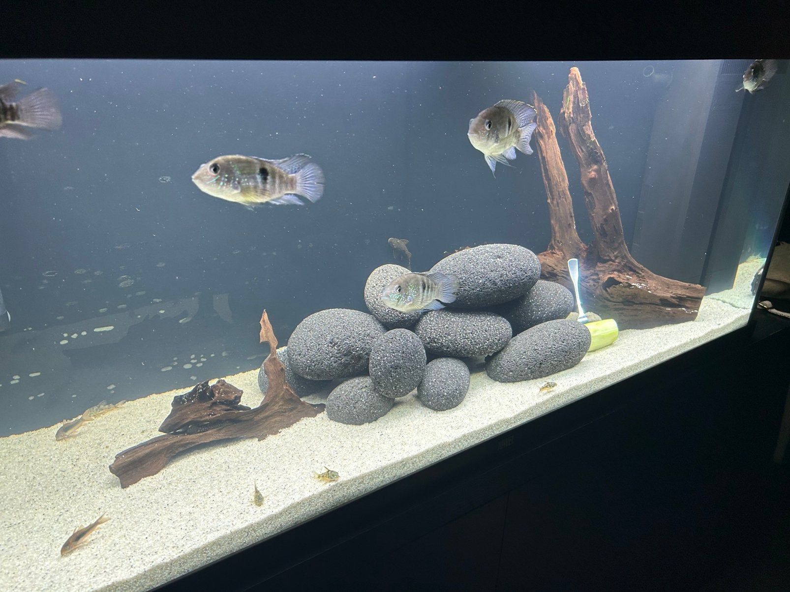 Cichliden gratis, Dieren en Toebehoren, Vis