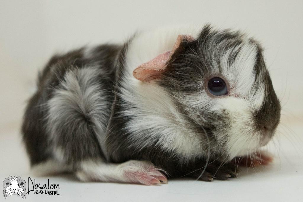 Choco zilvervos witte peruvian cavia, Dieren en Toebehoren, Cavia, April, Mannelijk, Tam