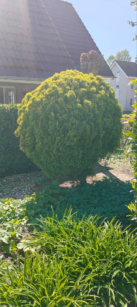 Grote Levensboom (Thuja) - Hoogte 210cm, Breedte 160cm, Volle zon, Vaste plant, Bloeit niet, Ophalen
