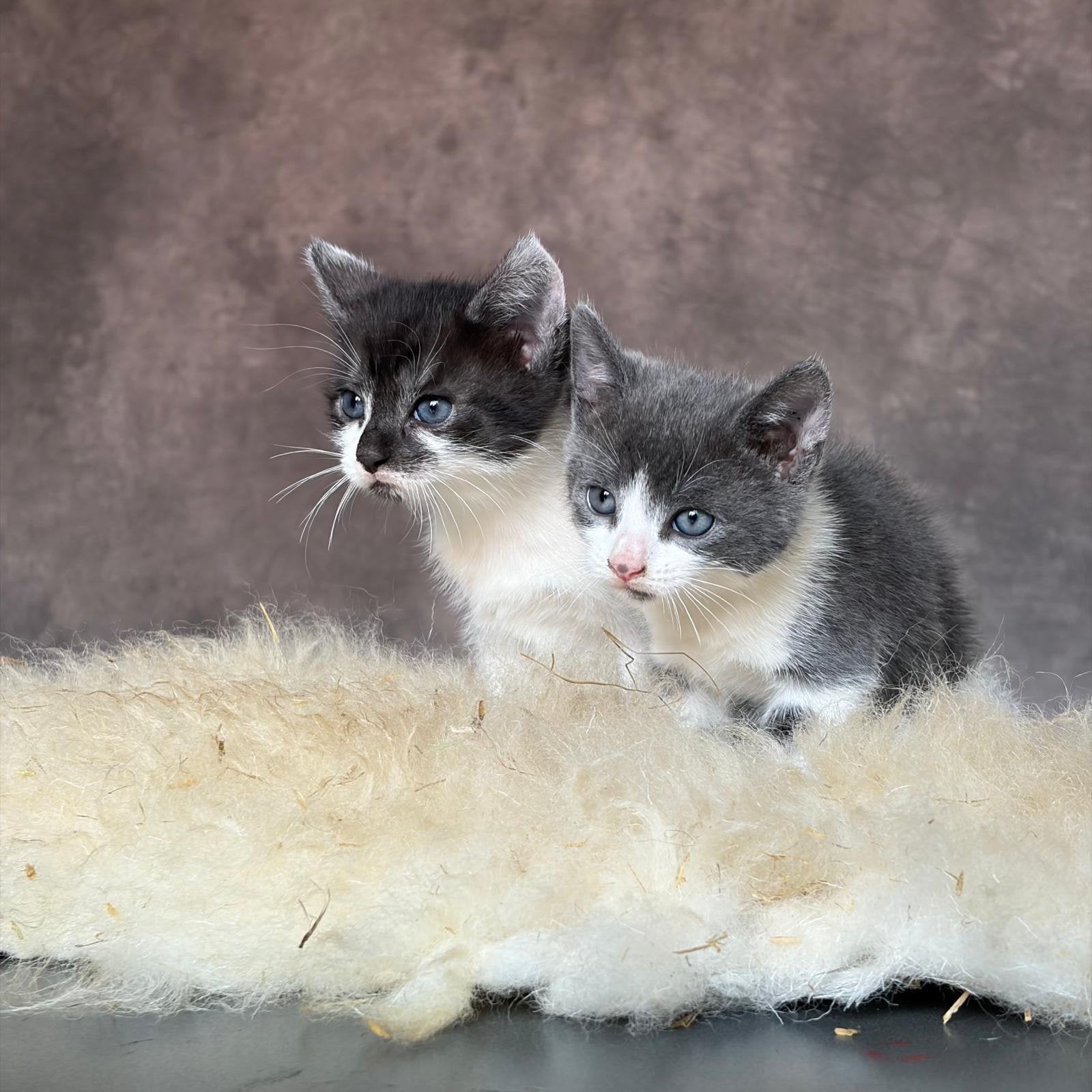 Lieve kittens te koop! (gereserveerd), Kater