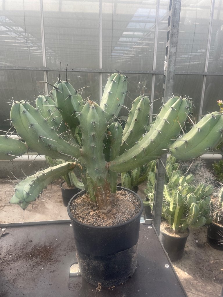 Cactus Myrtillocactus Geometrizans pot 24cm zwaar vertakt, Ophalen, Minder dan 100 cm, Bloeiende kamerplant, Volle zon
