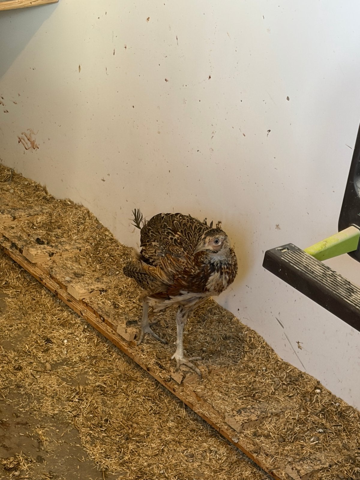 Jongen fazanten te koop, Dieren en Toebehoren, Meerdere dieren, Kip