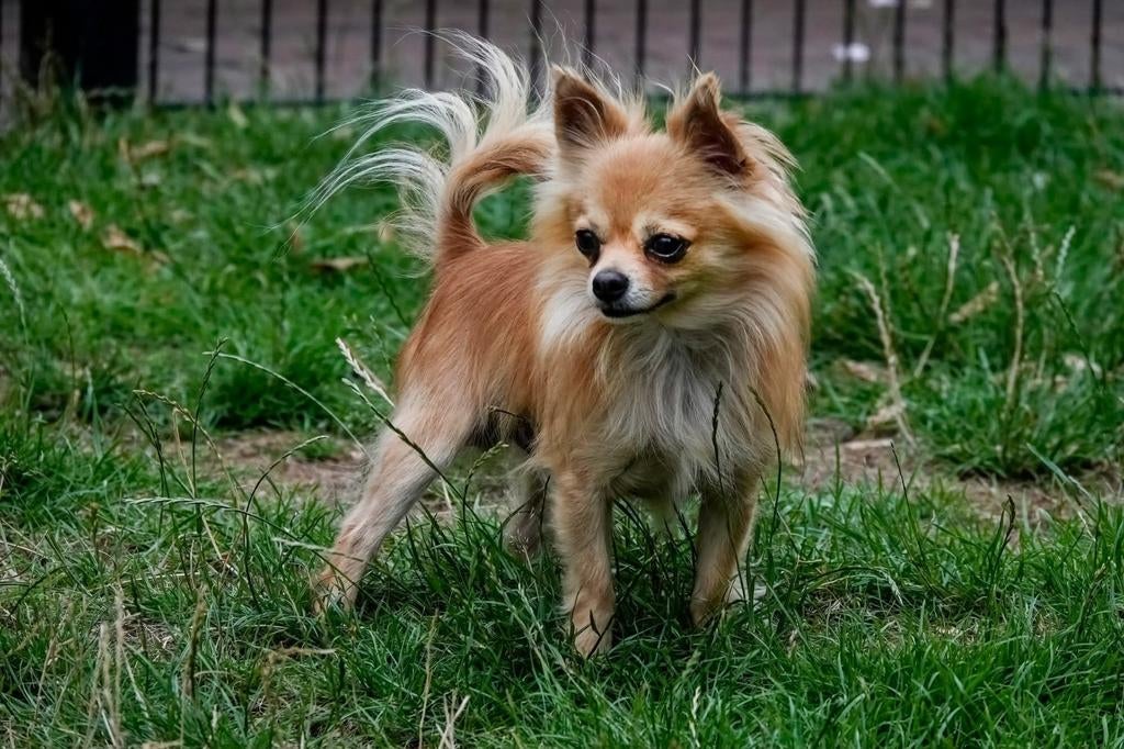 Chihuahua dekreu, Dieren en Toebehoren, Honden | Dekreuen, Reu, Eén hond, 3 tot 5 jaar, Nederland