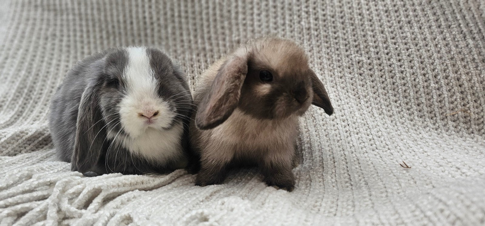 Prachtige koppeltjes minilop x Nederlandse dwerghangoren, Meerdere dieren, Klein, Hangoor, 0 tot 2 jaar