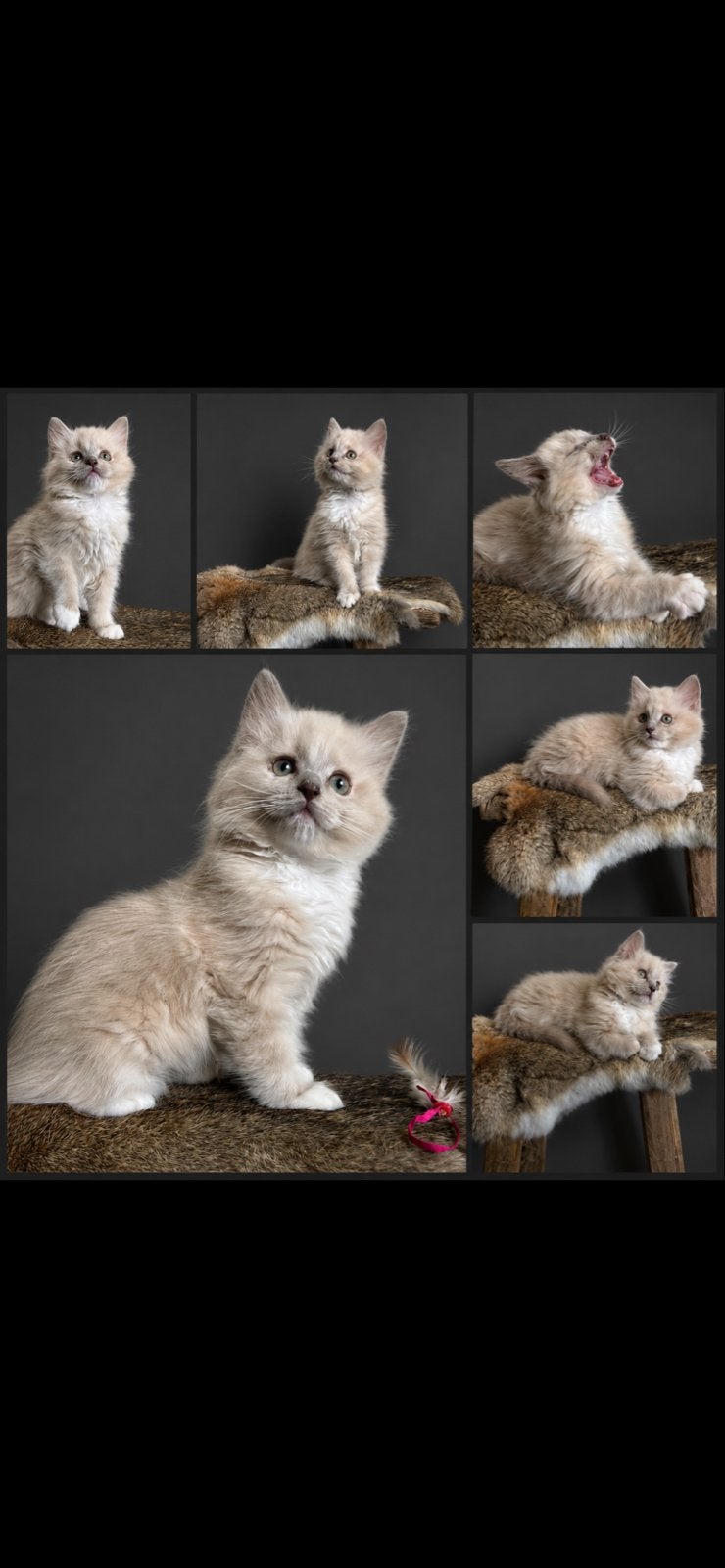 Ragdoll kitten (poesje) lilac sepia mitted met stamboom, Poes, Met stamboom, 0 tot 2 jaar