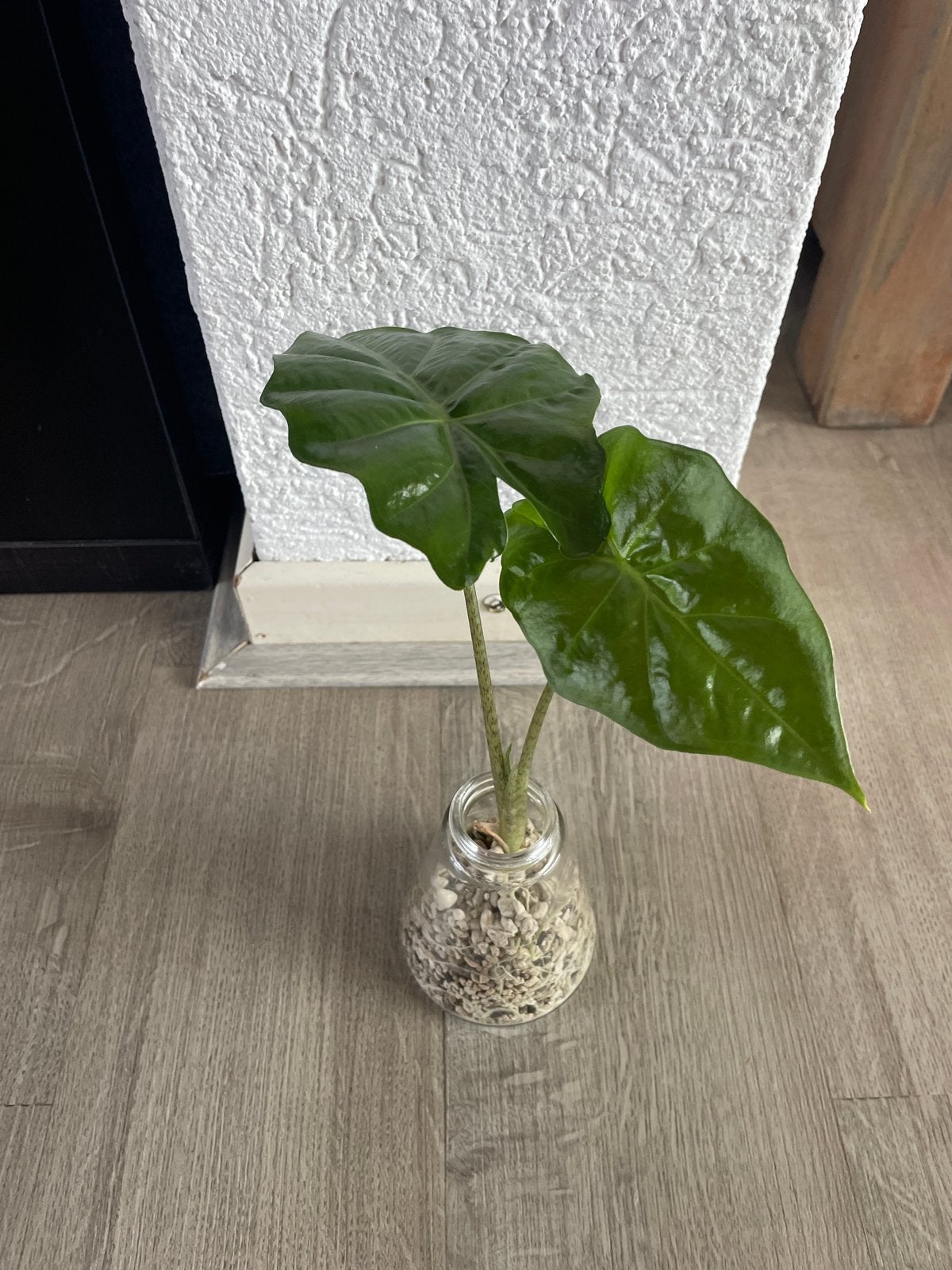Jonge Alocasia - opgekweekt uit corm - semi-hydrocultuur, Ophalen, Overige soorten, Halfschaduw, Minder dan 100 cm