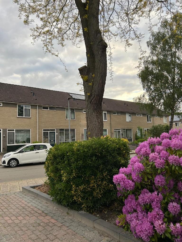 Gratis hout voor de kachel, Tuin en Terras, Haardhout, Minder dan 3 m³, Ophalen, Overige houtsoorten, Blokken