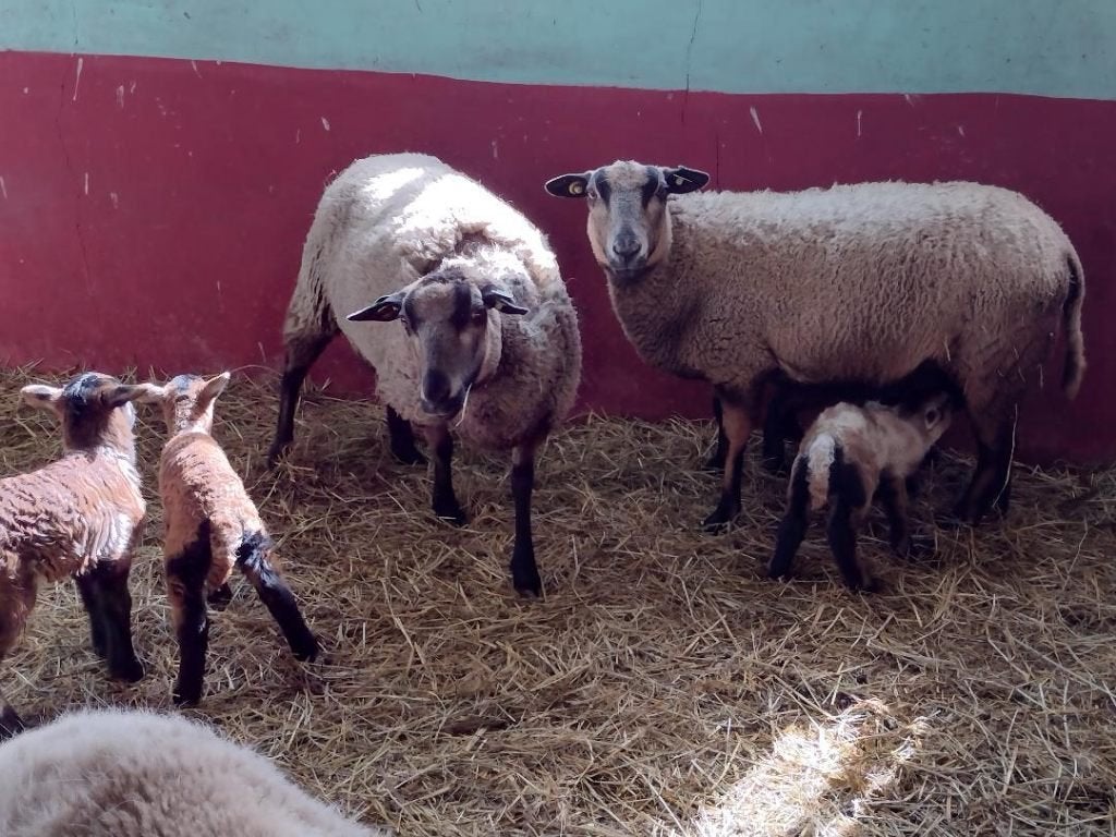 maasduinenschapen te koop, Dieren en Toebehoren, Meerdere dieren, Schaap, 0 tot 2 jaar