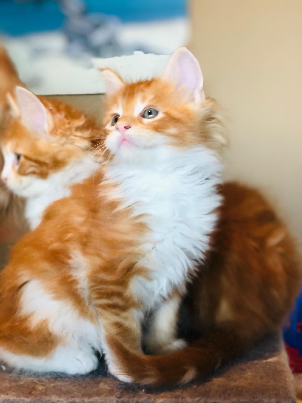 🦁 🦁 🦁 Drie prachtige rode Maine Coon leeuwinnen, Dieren en Toebehoren, Meerdere dieren, Ontwormd