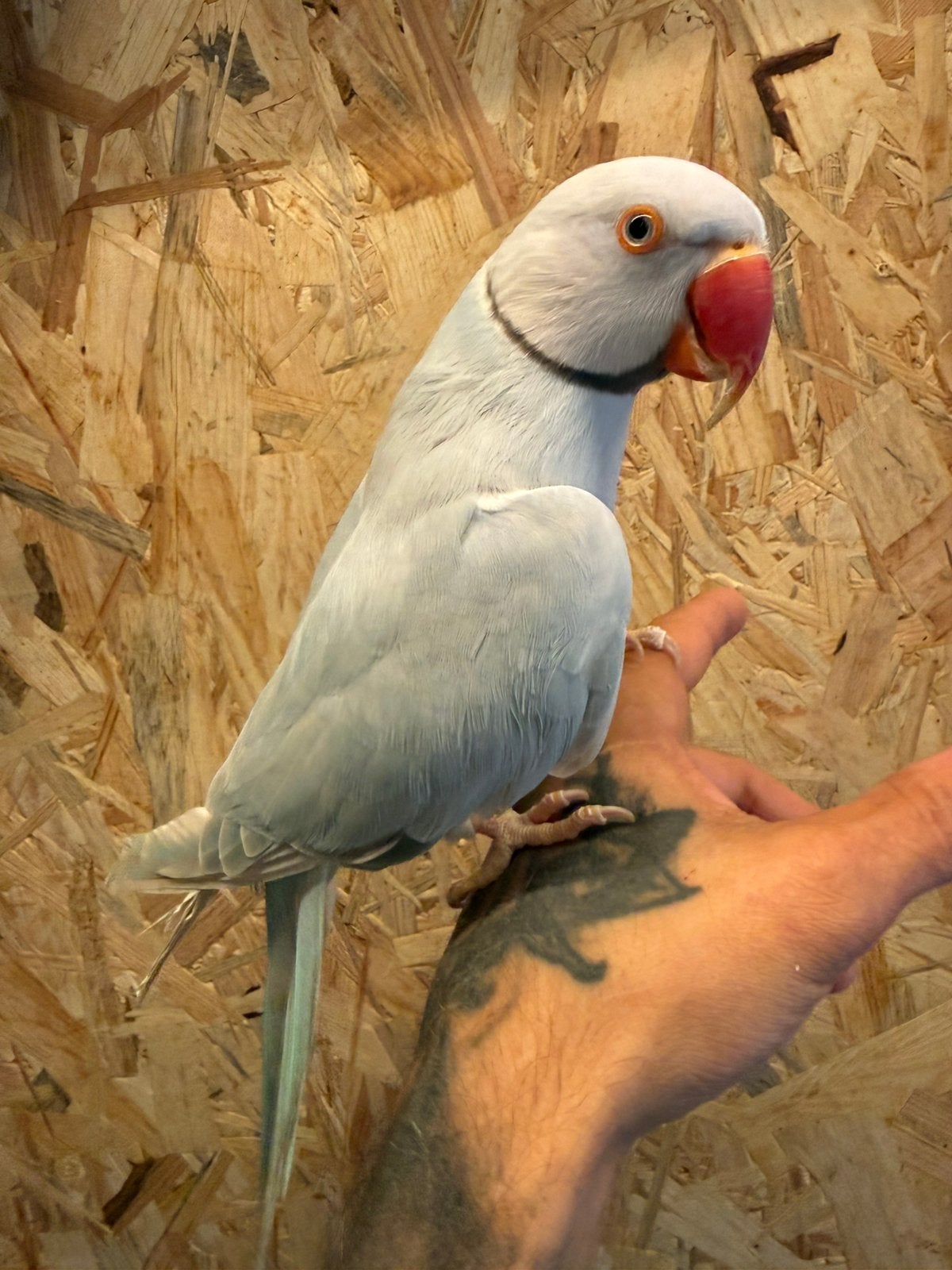 tamme en goed pratende halsband parkiet Grijze Turquoise Lw, Dieren en Toebehoren, Vogels | Parkieten en Papegaaien, Mannelijk