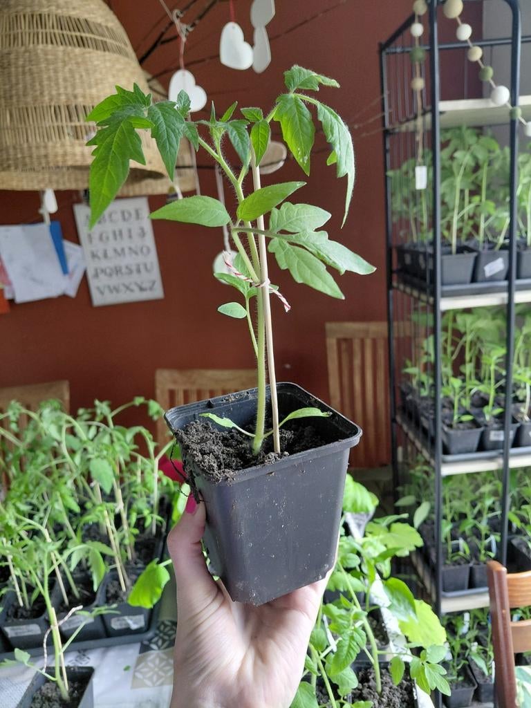 Biologische Tomatenplanten, verschillende soorten, Ophalen, Eenjarig, Groenteplanten, Volle zon