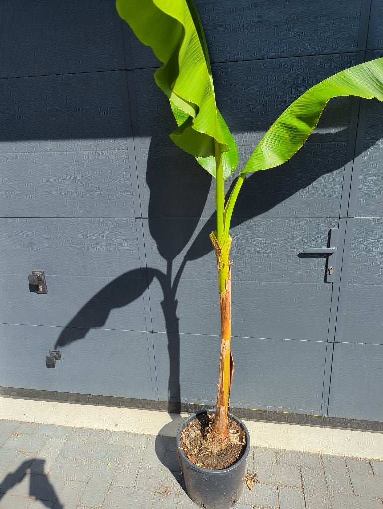 Bananenplant Musa basjoo, Ophalen, Overige soorten, Volle zon