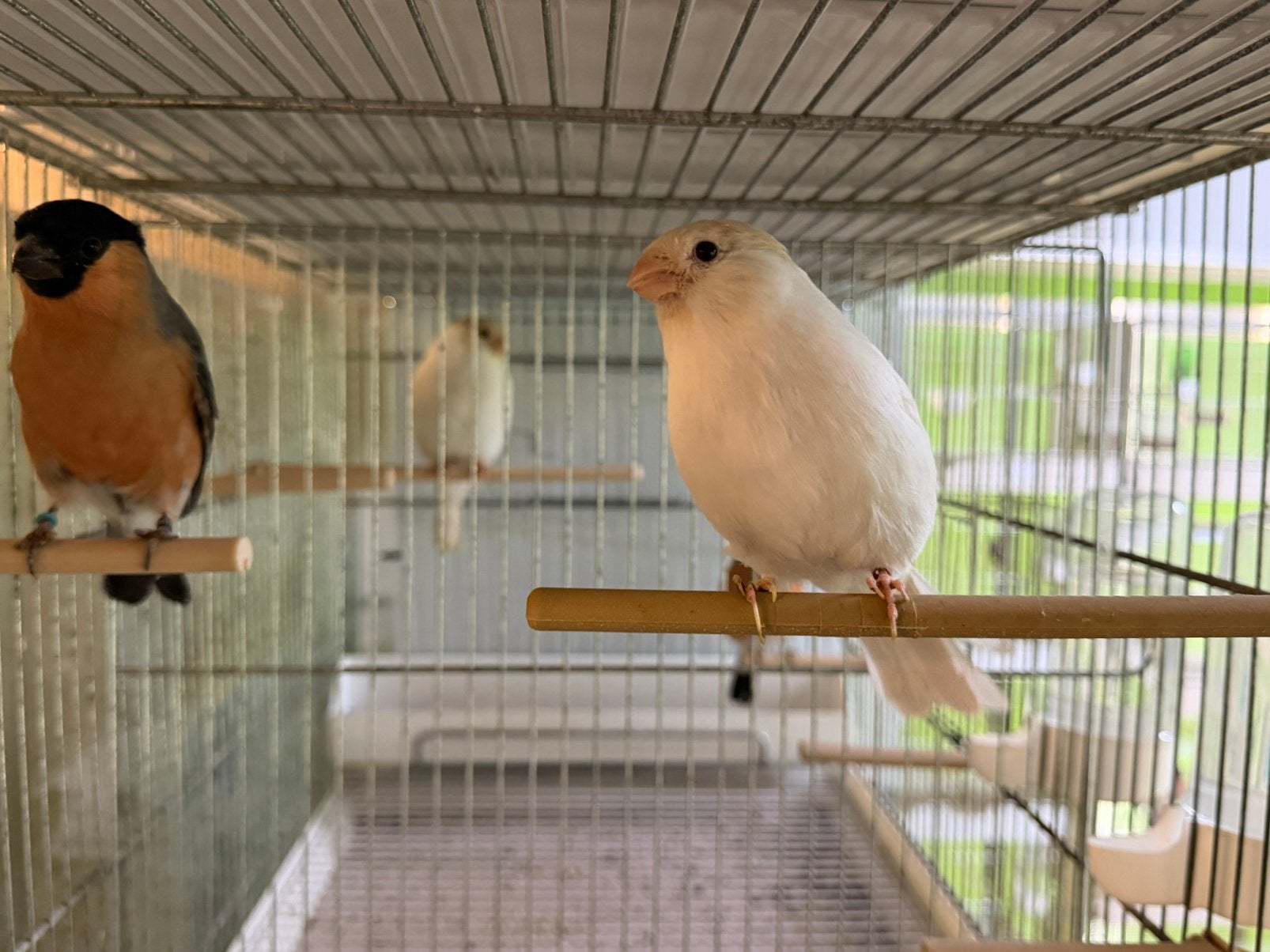 Satinet Goudvink Noordse Goudvink Koppel, Dieren en Toebehoren, Meerdere dieren, Wildzangvogel, Geringd