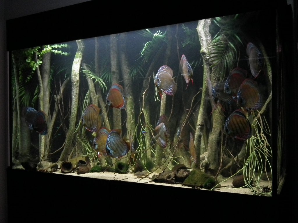 Prachtig biotoop aquarium te koop 1.30 x 70 x 70, Dieren en Toebehoren, Ophalen, Overige merken, Inclusief controller, Gevuld zoetwateraquarium