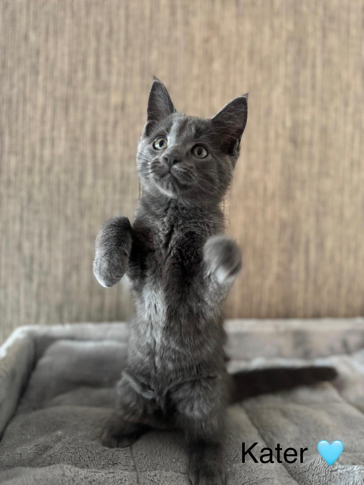 Halve Maine Coon kittens te koop, Meerdere dieren
