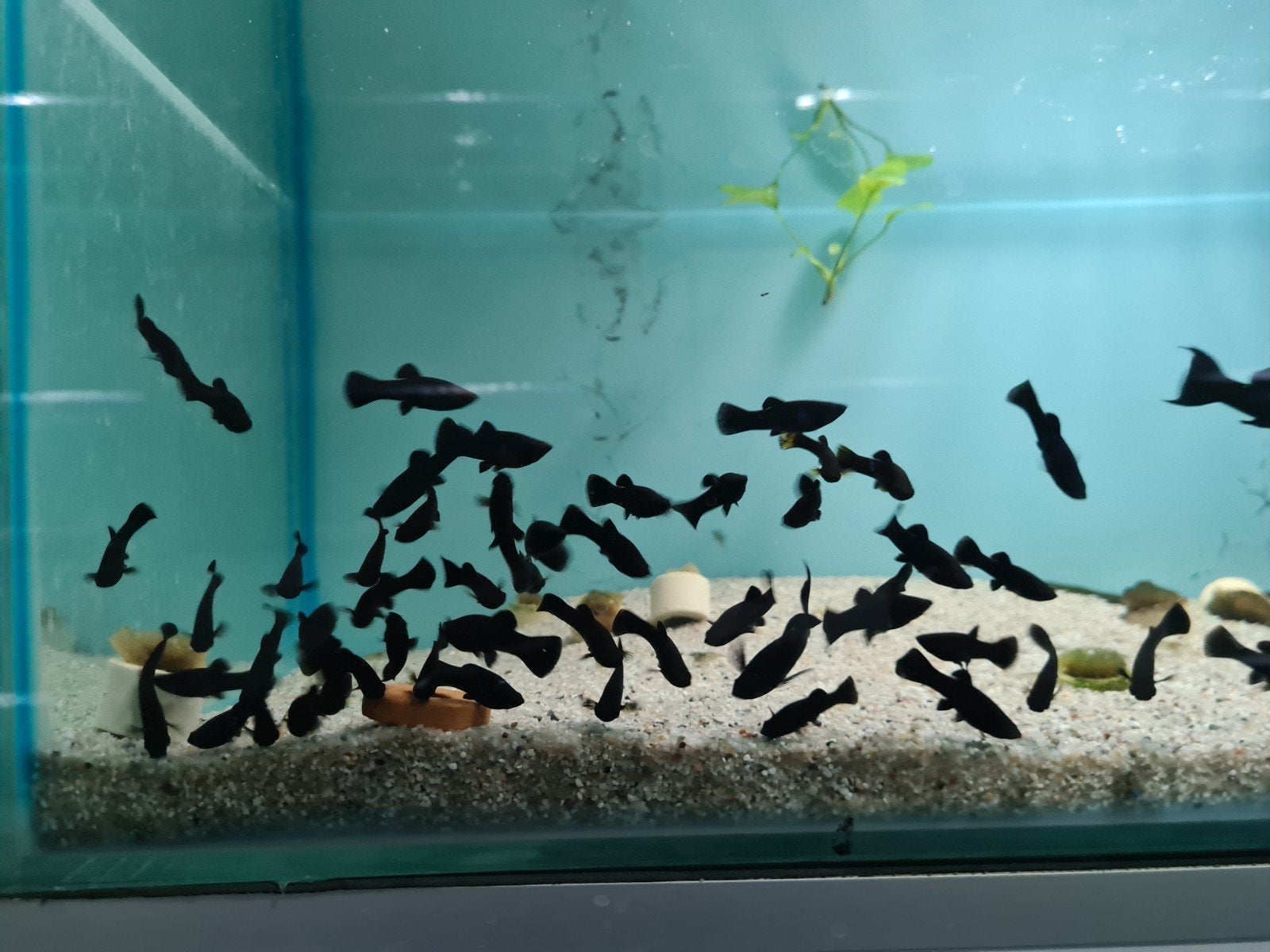 Black Molly, Poecilia sphenops, black mollies, Dieren en Toebehoren, Vissen | Aquariumvissen, Vis, Zoetwatervis