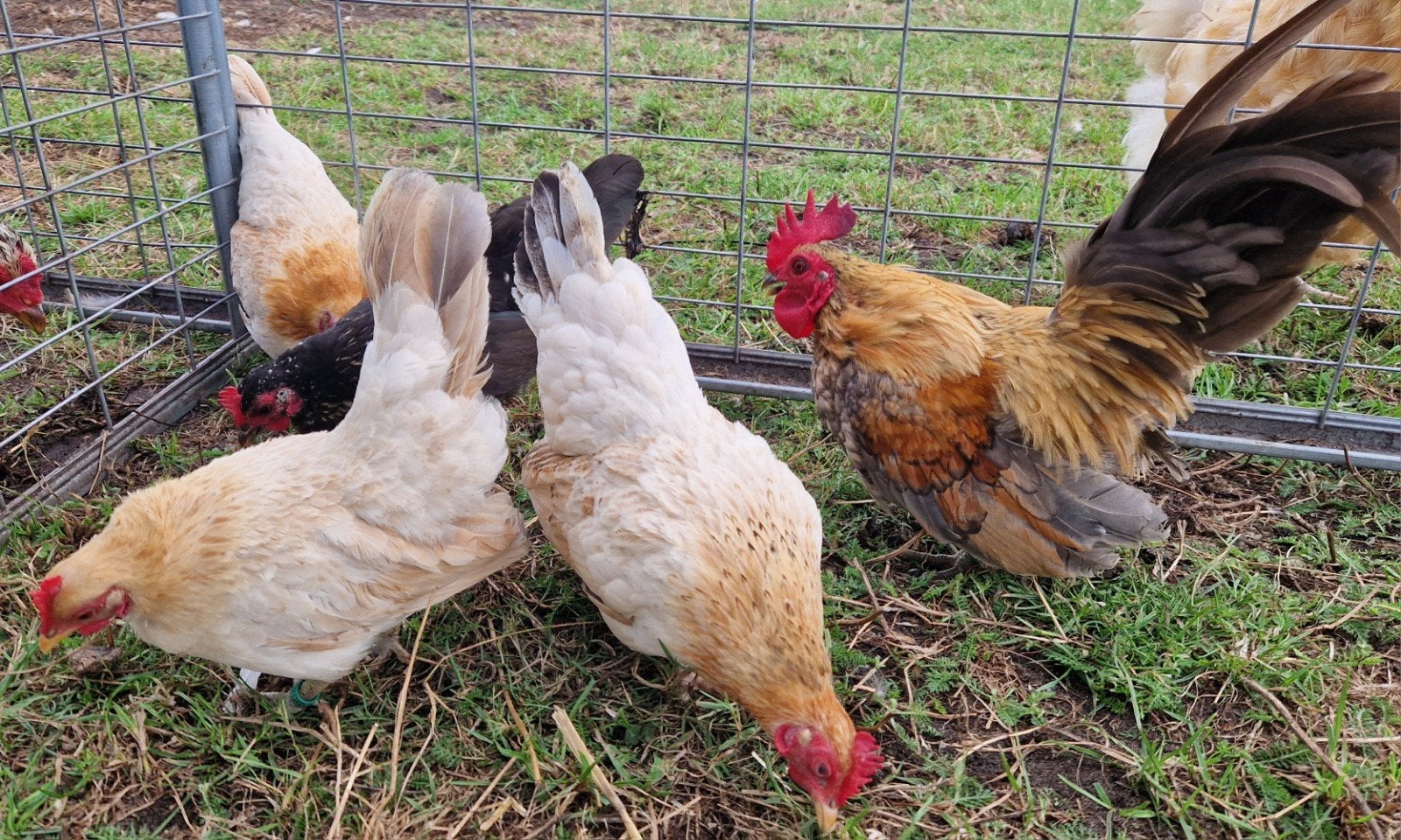 te koop mooie kleine serama kipjes met of zonder haan, Dieren en Toebehoren, Pluimvee, Meerdere dieren, Kip
