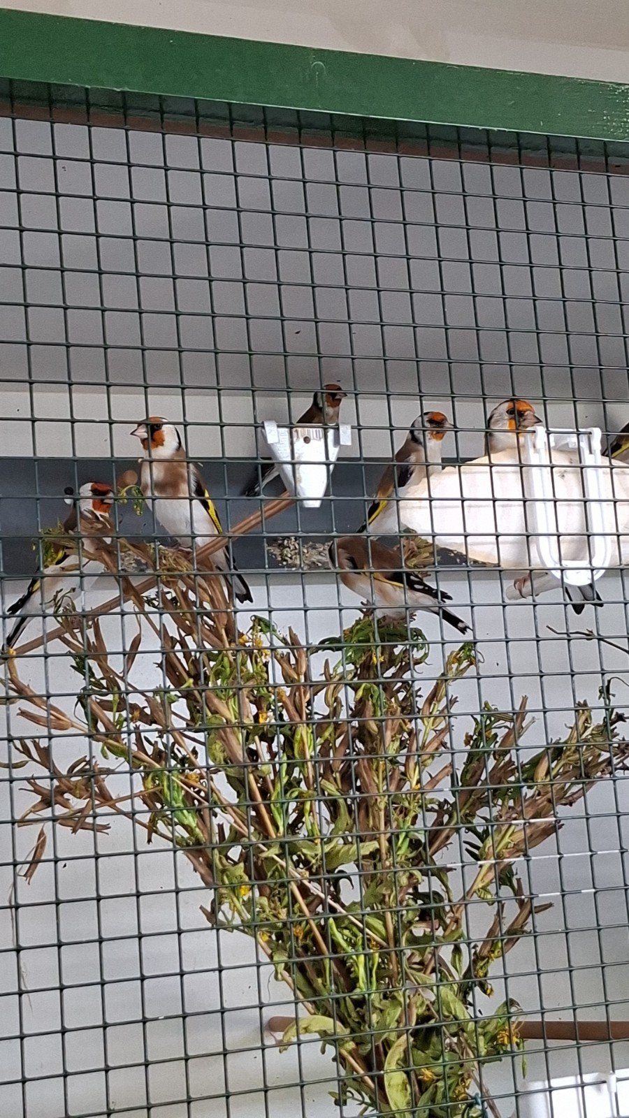 Wildkleur majoor putters, Meerdere dieren, Wildzangvogel