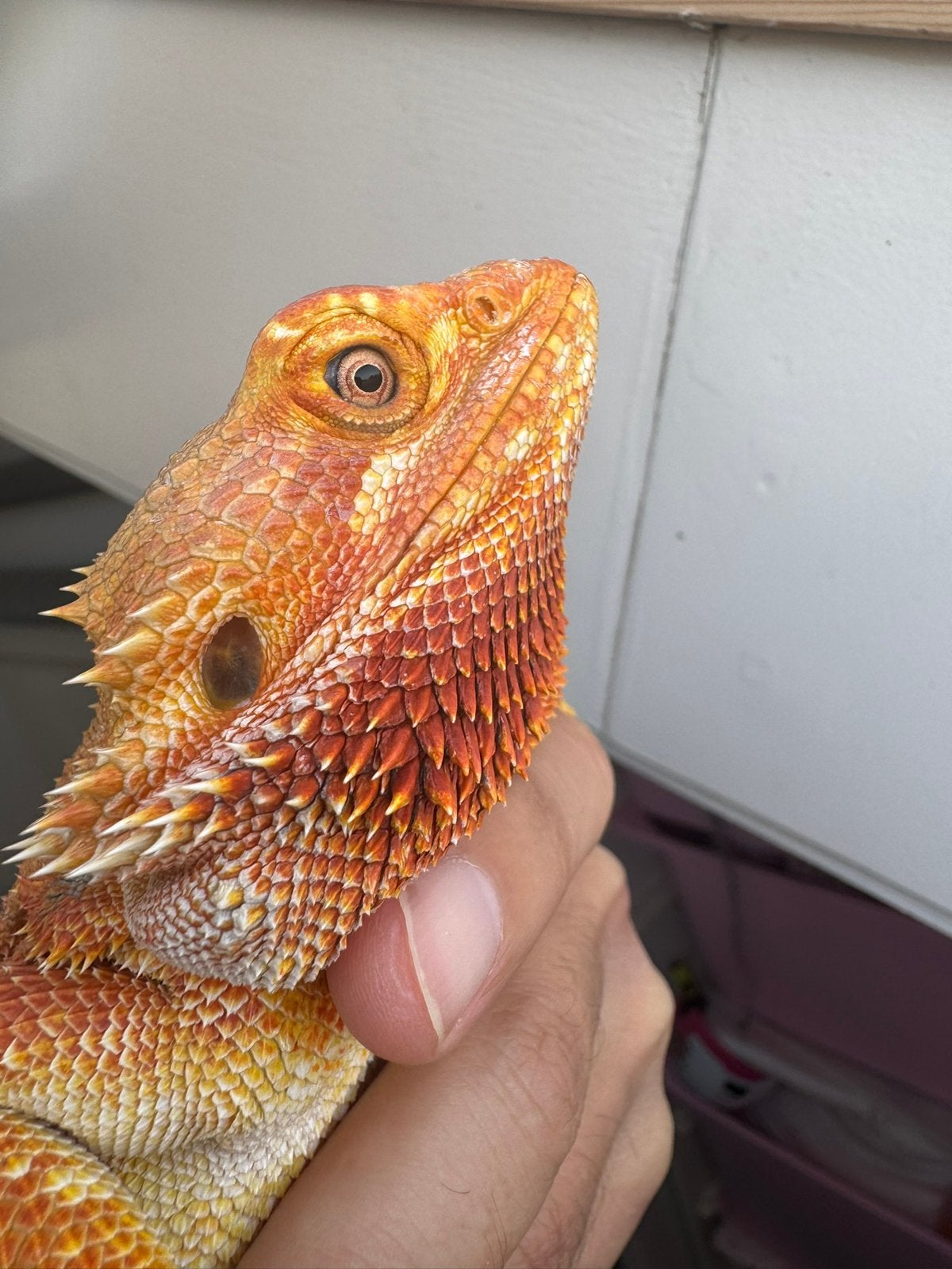 Volwassen red baardagaam vrouw Bearded Dragon - female for sale from De Hobbykweker