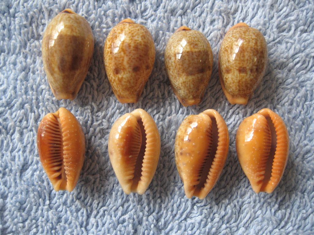 Schelpen: Cypraea bregeriana Crosse gem 21-25mm, Verzenden, Schelp(en)