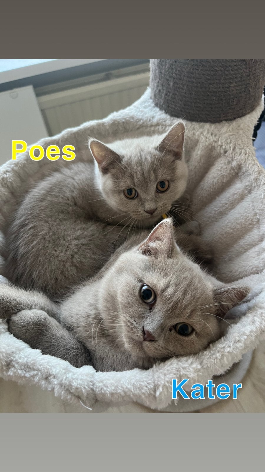 Britse korthaar kittens lilac/fawn, Meerdere dieren, Kortharig, 0 tot 2 jaar