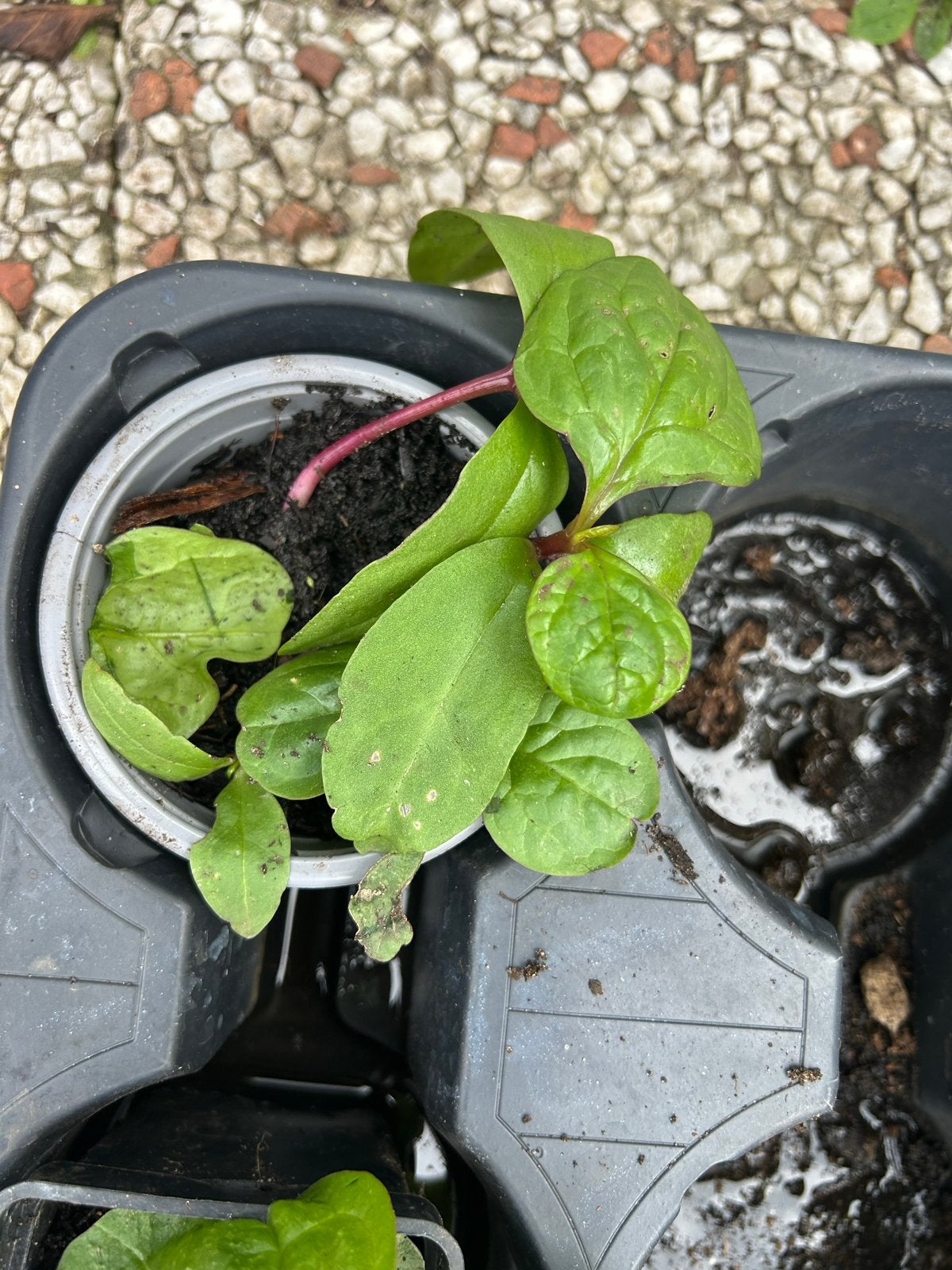 Surinaamse spinazie (Rode Poi) - Jonge plantjes, Tuin en Terras, Planten | Tuinplanten, Ophalen, Volle zon, Groenteplanten, Eenjarig
