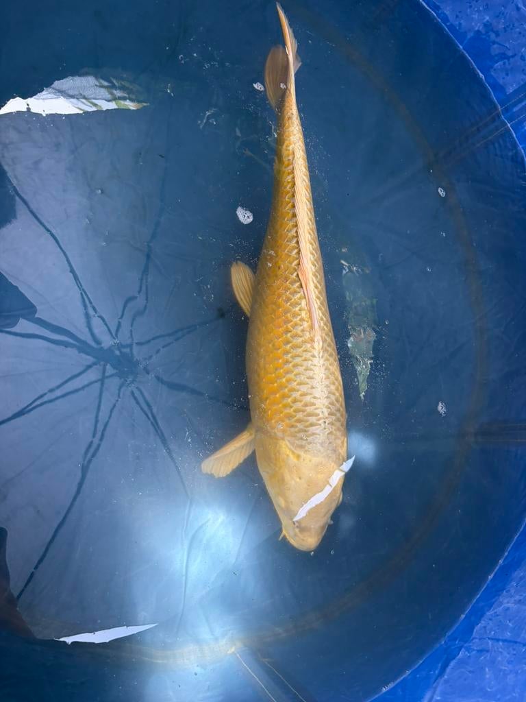 Japanse yamabuki van ongeveer 57cm te koop, Dieren en Toebehoren, Vissen | Vijvervissen, Karper of Koi