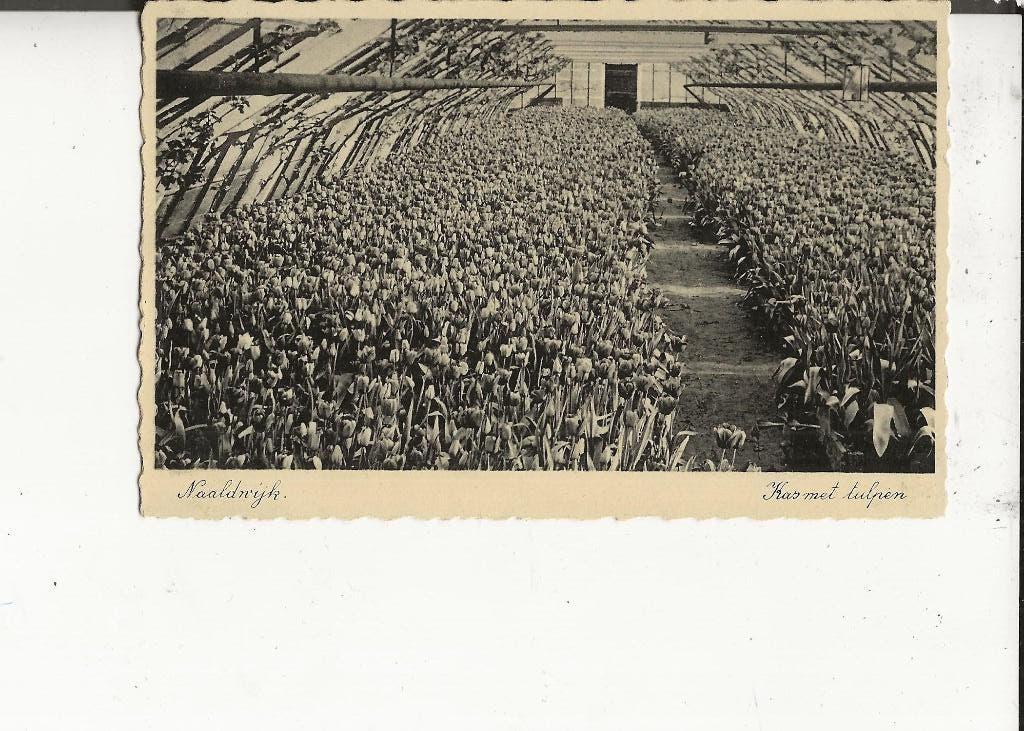 Naaldwijk Kas met tulpen J Valstar, Ophalen of Verzenden, 1920 tot 1940, Ongelopen, Zuid-Holland