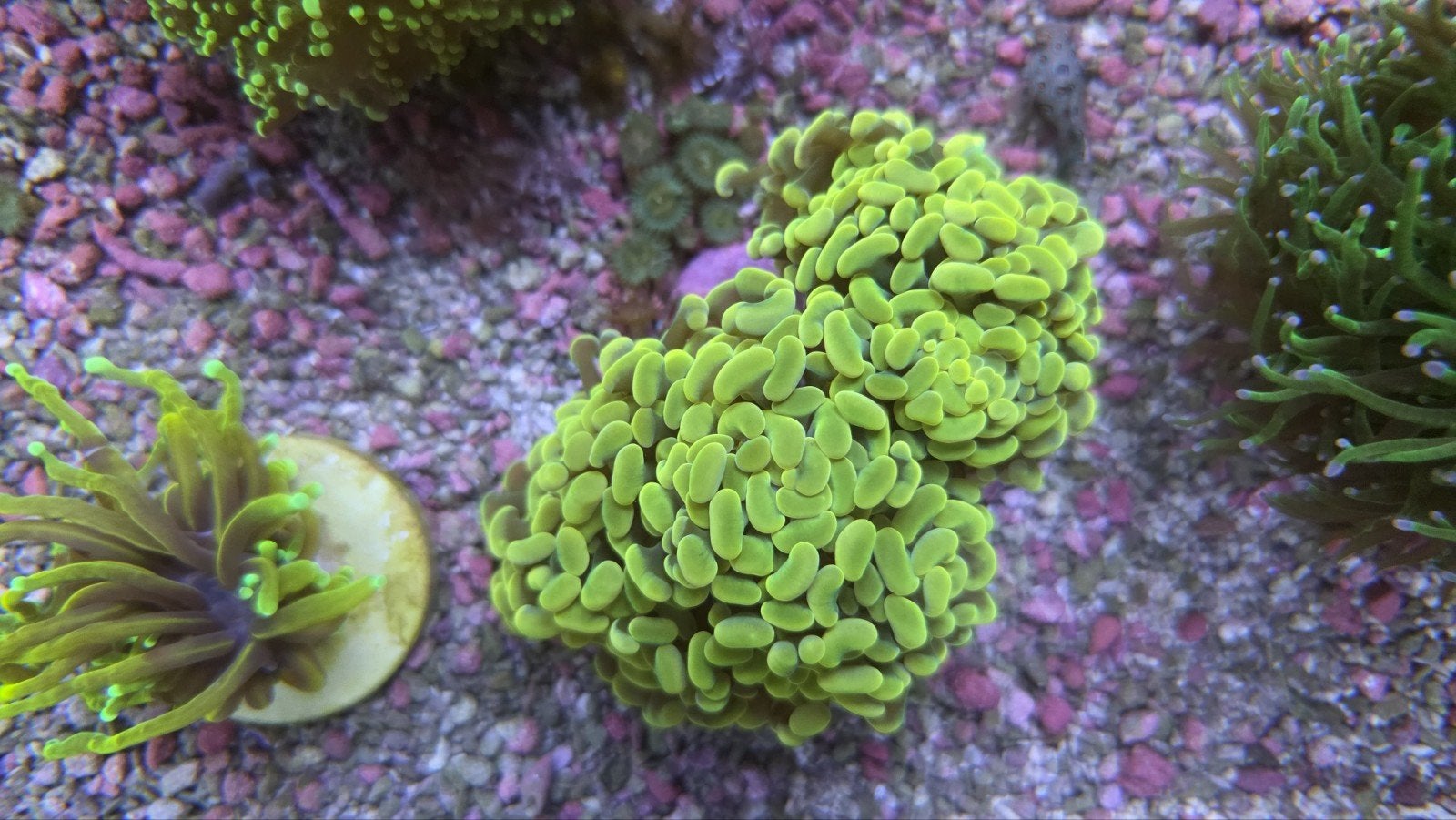 heel veel Euphyllia koralen op voorraad vanaf €35,-, Overige typen, Zoutwatervis