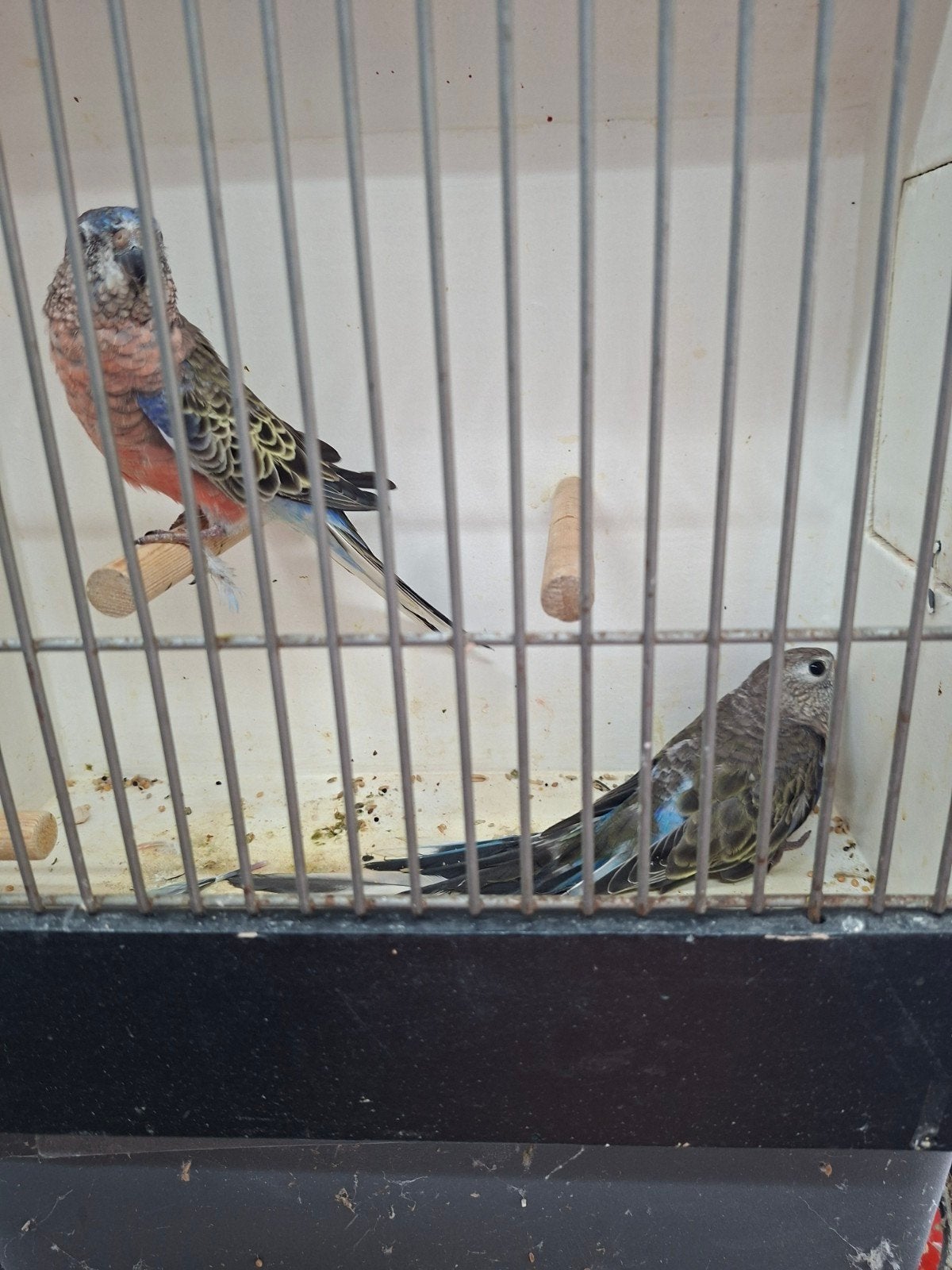 koppel Wildkleur bourks, Dieren en Toebehoren
